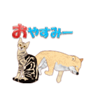 良い いぬとねこ（個別スタンプ：4）