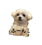 いとしのまる子（個別スタンプ：3）