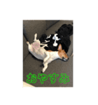 POLOちゃん（個別スタンプ：8）