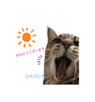 第2弾ちびたろ（個別スタンプ：4）