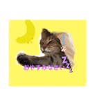 第2弾ちびたろ（個別スタンプ：6）
