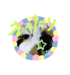 猫LOVE♥️（個別スタンプ：4）
