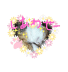 猫LOVE♥️（個別スタンプ：5）