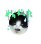 猫LOVE♥️（個別スタンプ：6）