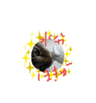 猫LOVE♥️（個別スタンプ：7）
