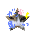 猫LOVE♥️（個別スタンプ：8）