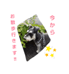Mr.J   ～ミニチュアシュナウザー～（個別スタンプ：4）