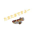 メダカの一言。（個別スタンプ：2）