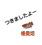 メダカの一言。（個別スタンプ：3）