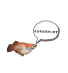 メダカの一言。（個別スタンプ：14）