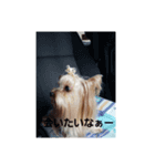 lovelyまろ♡♡♡ここ（個別スタンプ：1）