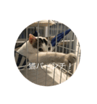 ななまるひより（個別スタンプ：3）