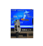 ななまるひより（個別スタンプ：8）