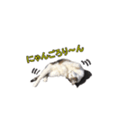ネコの日waka（個別スタンプ：3）