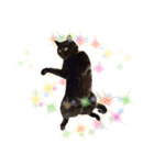 黒猫くろえさん（個別スタンプ：1）