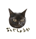 黒猫くろえさん（個別スタンプ：11）