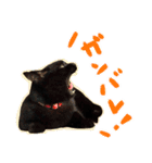 黒猫くろえさん（個別スタンプ：14）
