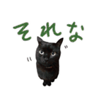 黒猫くろえさん（個別スタンプ：22）