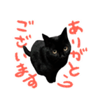 黒猫くろえさん（個別スタンプ：23）