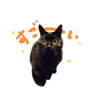 黒猫くろえさん（個別スタンプ：27）