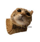 とらとみのるの日常（個別スタンプ：4）