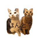 とらとみのるの日常（個別スタンプ：5）