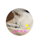 気分屋チワワの日常（個別スタンプ：1）
