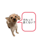 レイチスタンプ（個別スタンプ：5）