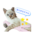 いつでも★じぇらるぅ2（個別スタンプ：1）