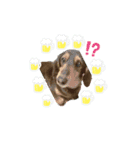きっかけは、わんこ（個別スタンプ：1）