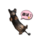 momo stampp（個別スタンプ：5）