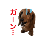 ビビのスタンプです（個別スタンプ：1）