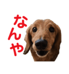 ビビのスタンプです（個別スタンプ：5）