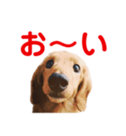 ビビのスタンプです（個別スタンプ：6）