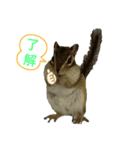しまりす2（個別スタンプ：4）