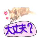 毎日使える犬の太文字吹き出し（個別スタンプ：38）