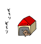 ゆるーいトイプードルのスタンプ（個別スタンプ：14）