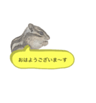 むぎぐらし 吹き出しにむぎ（個別スタンプ：1）