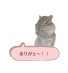 むぎぐらし 吹き出しにむぎ（個別スタンプ：4）