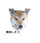 柴犬きな子の日常会話（個別スタンプ：1）