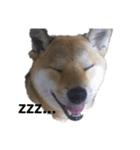 柴犬きな子の日常会話（個別スタンプ：2）