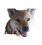柴犬きな子の日常会話（個別スタンプ：3）