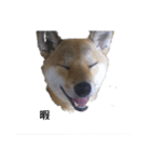 柴犬きな子の日常会話（個別スタンプ：5）