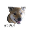 柴犬きな子の日常会話（個別スタンプ：6）