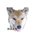 柴犬きな子の日常会話（個別スタンプ：8）