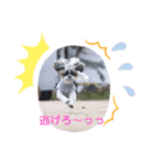 シーズーゆらんの日々2（個別スタンプ：1）