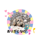 シーズーゆらんの日々2（個別スタンプ：4）