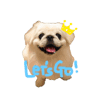 ホワイトペキニーズおもちくん（個別スタンプ：2）