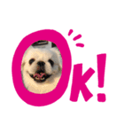 ホワイトペキニーズおもちくん（個別スタンプ：6）