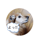 ミニチュアダックスフンド『らんなな』（個別スタンプ：3）